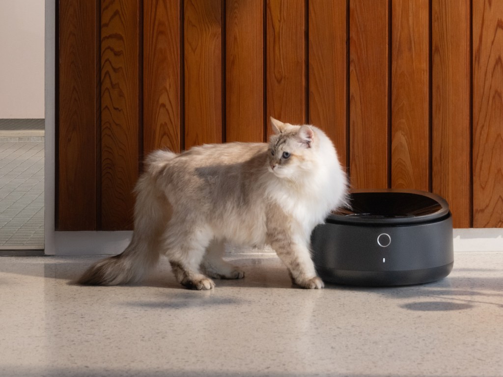 Petlibro全新的智能冷藏濕食餵食器是你的貓應得的待遇